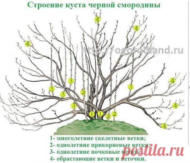 (10) Одноклассники