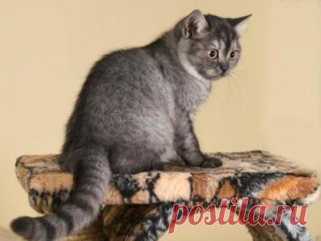 Я кошка...всего лишь кошка