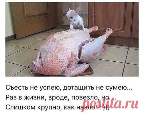 анекдоты юмор приколы картинки здесь) присоединяйтесь! ПРИКОЛЫ ЮМОР ШУТКИ ツ группа фейсбук