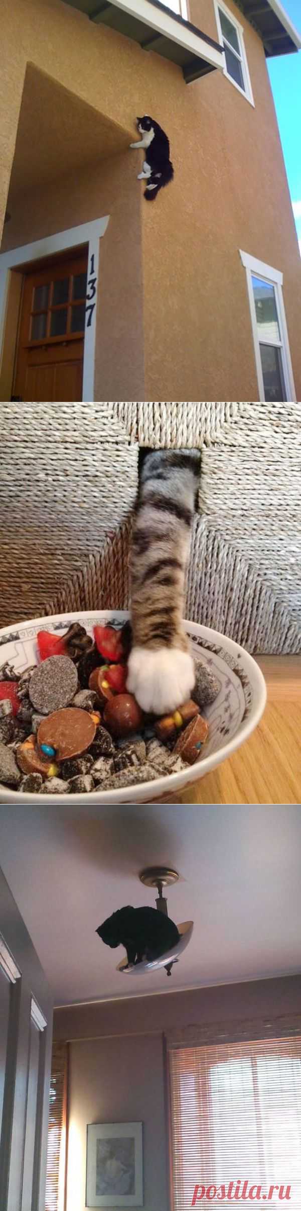 Кот - ниндзя.