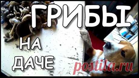 Плейлист Дача Своими Руками. смотреть онлайн в хорошем качестве