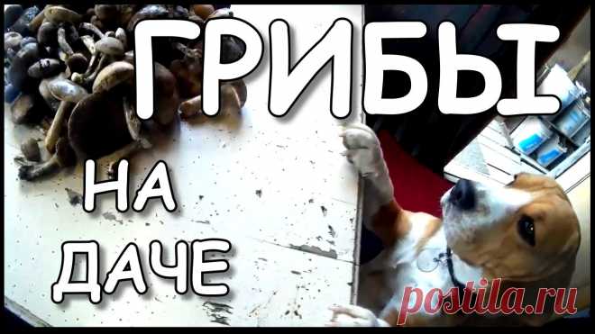 Плейлист Дача Своими Руками. смотреть онлайн в хорошем качестве