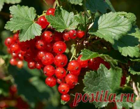 СЕКРЕТЫ НЕБЫВАЛОГО УРОЖАЯ: СМОРОДИНА И КРЫЖОВНИК.
