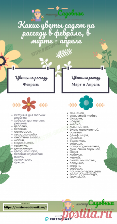 Однолетние цветы на рассаду - правила посадки и ухода