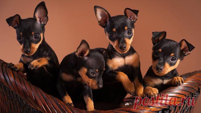 Карликовый пинчер (цвергпинчер): фото, характеристика и описание породы, плюсы и минусы