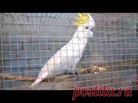 Какаду танцует. Пермский зоопарк