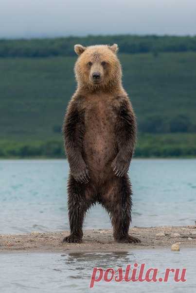 «По стойке смирно». Курильское озеро. Камчатка. Автор фото – Игорь Иванко: nat-geo.ru/photo/user/287749/