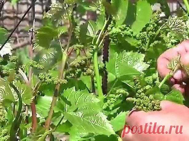 ОПЕРАЦИИ ПО УХОДУ ЗА ВИНОГРАДОМ
Сохраните, чтобы не потерять!

Уход за плодоносящим виноградником.

Уход за плодоносящим виноградом включает в себя ряд операций: подвязка лозы, обломка, катаровка, прищипывание, искусственное опыление, пасынкование, чеканка.

Подвязка винограда.

Подвязка плодоносящих кустов к опорам предохраняет лозы от повреждения ветром, способствует равномерному их росту, улучшает плодоношение и улучшает уход за почвой.

В начале сокодвижения, до набуха...