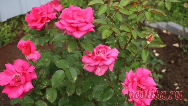 Развожу под розы копеечный порошок за 23 рубля. Бутоны появляются каждые 10 дней до самых морозов | Огородные шпаргалки | Дзен