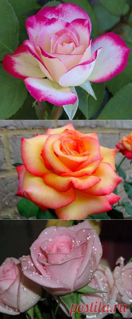 ФОТОГРАФИИ ДИВНЫХ РОЗ.......
