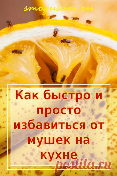 Как избавиться от пищевых мушек
Эффективные народные способы.
Лайфхаки