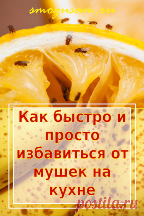Как избавиться от пищевых мушек
Эффективные народные способы.
Лайфхаки