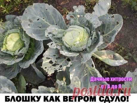 БЛОШКУ КАК ВЕТРОМ СДУЛО...