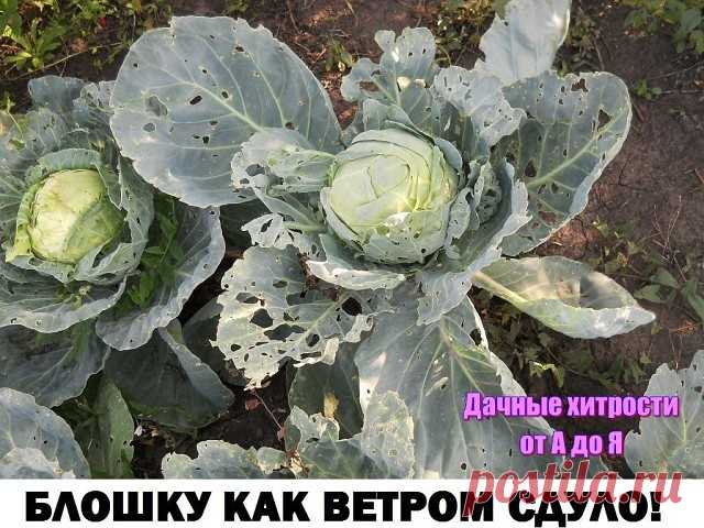 БЛОШКУ КАК ВЕТРОМ СДУЛО...