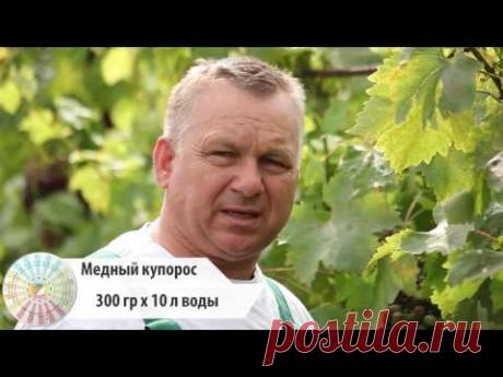 Оидиум на винограде. Причины заражения и способы борьбы