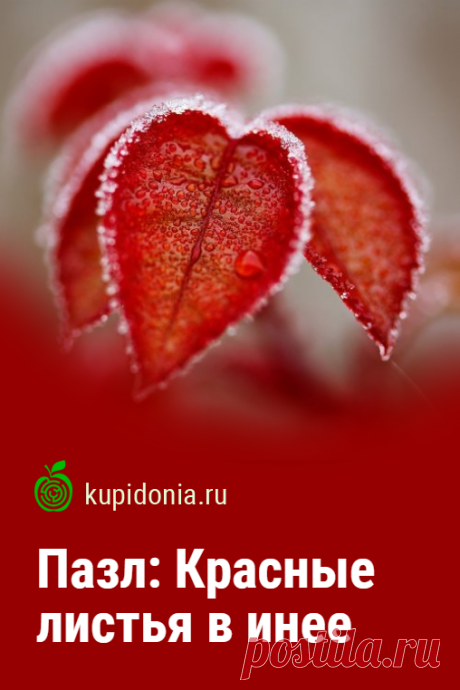 Пазл: Красные листья в инее. Красивый пазл онлайн из серии «Пазлы с растениями онлайн».