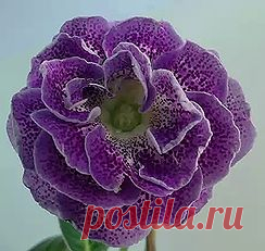 Глоксинии махровые-прекрасное рядом | 3