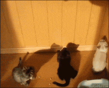 Cat's