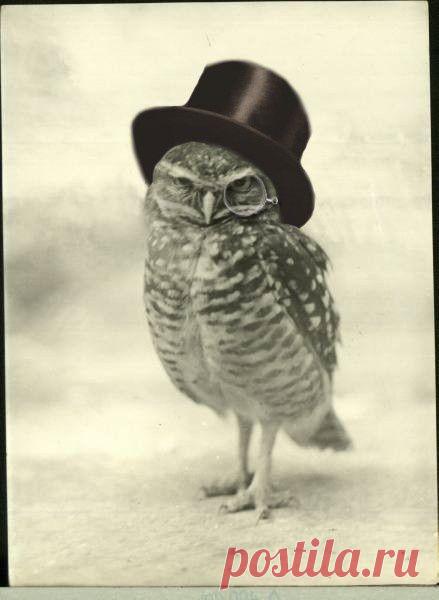 В сосне - дупло. В дупле - тепло. В тепле - сова. В сове - слова. Одно - УГУ! Второе - УХ! Ещё в дупле - Трава и пух. / Картинки для декупажа / PassionForum - мастер-классы по рукоделию