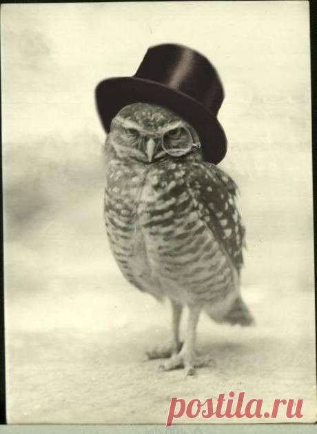 В сосне - дупло. В дупле - тепло. В тепле - сова. В сове - слова. Одно - УГУ! Второе - УХ! Ещё в дупле - Трава и пух. / Картинки для декупажа / PassionForum - мастер-классы по рукоделию