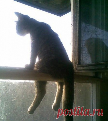 котэ