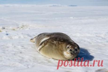 Curious Weddell Seal | A friendly weddell seal on the sea ic… | Flickr