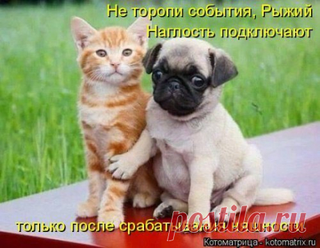 Новый выпуск лучших котоматриц