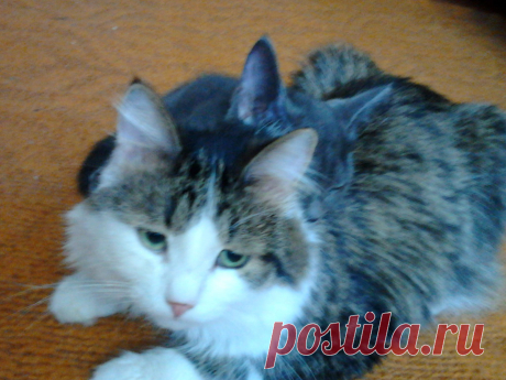 наши любимчики Миша и Тихон!