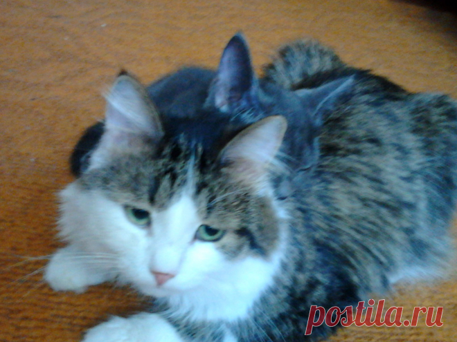 наши любимчики Миша и Тихон!