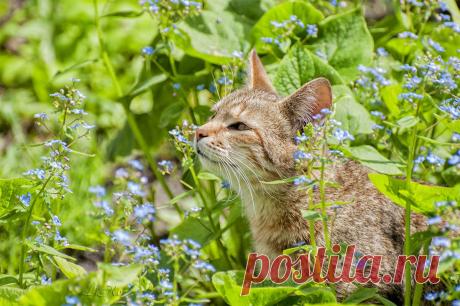 Фото Без названия. Альбом Кошкин дом - 50 фото. Фотографии LiKo ....