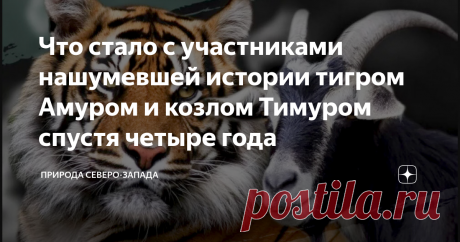 Что стало с участниками нашумевшей истории тигром Амуром и козлом Тимуром спустя четыре года