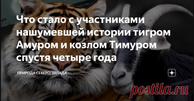 Что стало с участниками нашумевшей истории тигром Амуром и козлом Тимуром спустя четыре года