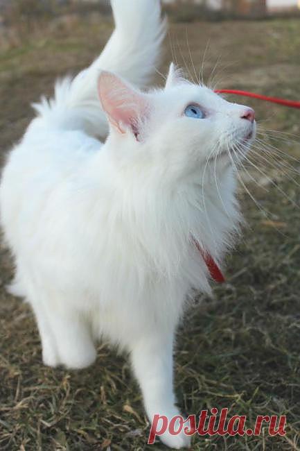 Утончённая аристократка! Истинная леди!