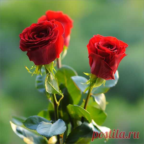 h-3999.jpg (600×600)