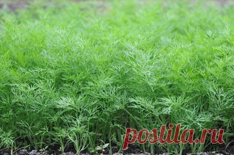 МЕТОД ВЫРАЩИВАНИЯ СОЧНОГО УКРОПА БЕЗ ЗОНТИКА.
Бывают специальные сорта укропа, которые растут пышными кустиками и долго не цветут. Они отлично подойдут "на еду" - в салаты, супы и вторые блюда. 
К таким сортам относятся: 
Салют 
Буян 
Аллигатор 
Дилл 
Амазон 
Есть сорта которые выдают немного листиков и быстро пускаются в цветение. Они нужны нам для засолки огурцов и помидоров. 
Самые популярные так называемые зонтичные сорта: 
Дальний 
Грибовский 
Зонтик 
Гренадер 
Карлик...