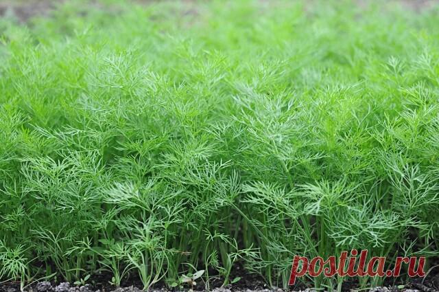 МЕТОД ВЫРАЩИВАНИЯ СОЧНОГО УКРОПА БЕЗ ЗОНТИКА.
Бывают специальные сорта укропа, которые растут пышными кустиками и долго не цветут. Они отлично подойдут 