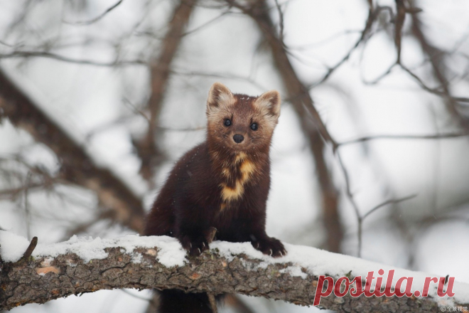 Mustelidae ☼ норки выдры хорьки | ВКонтакте