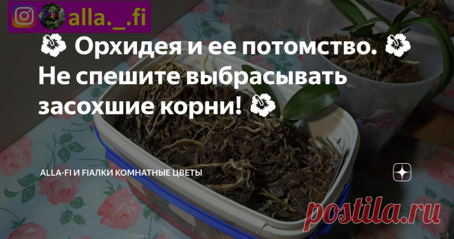 🌺 Орхидея и ее потомство. 🌺 Не спешите выбрасывать засохшие корни! 🌺 Доброго Вам дня, мои уважаемые читатели, гости канала, цветоводы, а также поклонники комнатных растений и домашних цветов.
С Вами alla-Fi. В этой статье я рассказываю, как из старой увядшей орхидеи получить новое, здоровое и молодое растение.
Всегда говорила и говорю: что не надо избавляться от пенёчков и 