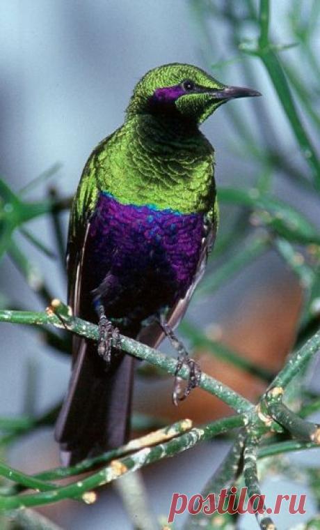 Певчая птица - Изумрудный блестящий скворец!