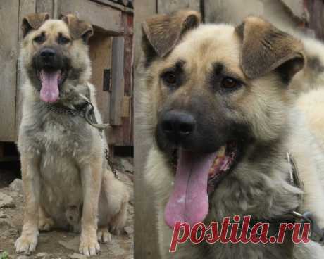 Елена Гурто https://vk.com/id366096659 
Ищет дом замечательный пес ХАФИФ 

В начале апреля был найден на улице одинокий голодный уставший пёс. Сам пошёл в руки, контактный, умный, красивый. Назвали ХАФИФ Хозяев искали- не нашли. Молодой (года полтора-два), энергичный, веселый, обаятельный! 
Отдается под содержание в вольере в коттедж (частный дом). Возможен вариант "будка и блок-цепь". Пес контактный, знает ошейник и поводок, с удовольствием гуляет на поводке с человеком. ...