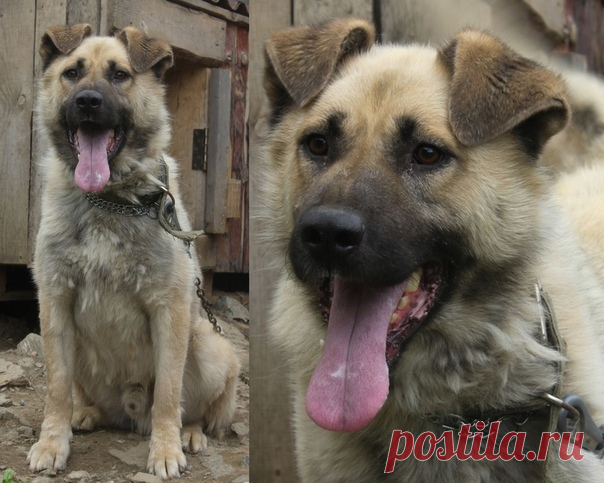 Елена Гурто https://vk.com/id366096659 
Ищет дом замечательный пес ХАФИФ 

В начале апреля был найден на улице одинокий голодный уставший пёс. Сам пошёл в руки, контактный, умный, красивый. Назвали ХАФИФ Хозяев искали- не нашли. Молодой (года полтора-два), энергичный, веселый, обаятельный! 
Отдается под содержание в вольере в коттедж (частный дом). Возможен вариант 