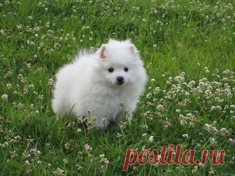 Белый малый шпиц-наш сынок