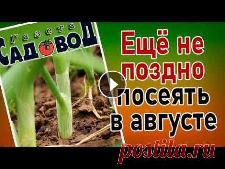 ЕЩЁ НЕ ПОЗДНО ПОСЕЯТЬ В АВГУСТЕ Какие культуры можно посеять в августе на освободившихся площадях, чтобы успеть получить урожай. Если видео вам понравилось не забудьте подписаться на...