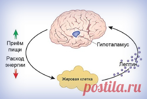 Гормон сытости: почему сила воли бессильна против лептина