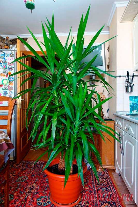 Комнатное растение Юкка (Yucca). Юкки - не пальмы. Они относятся к семейству Агавовые. Однако внешний вид этих растений немного напоминает облик пальм. Юкки растут в засушливых районах США и Мексики, поэтому это достаточно выносливые растения. В домашних условиях юкка может вытянуться до 2 м в высоту.