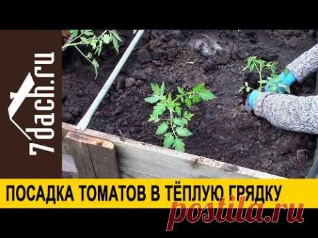 Посадка томатов в теплую грядку - 7 дач