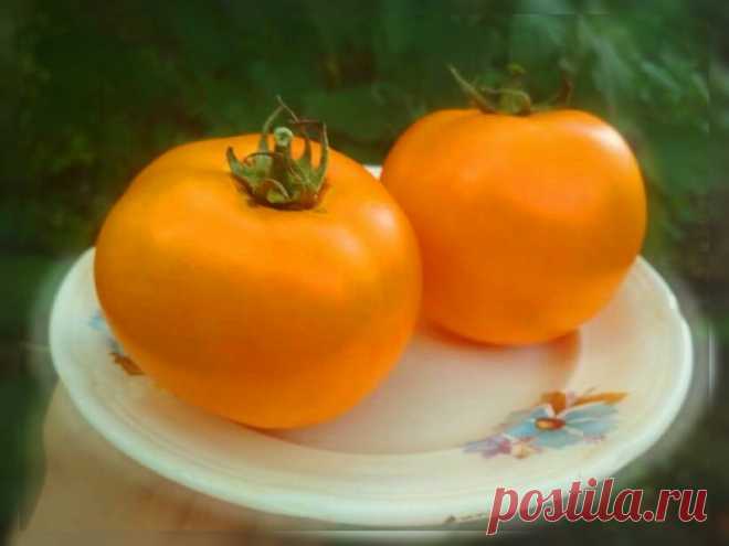 ТОП сортов томатов для теплицы 🍅🍅🍅👈 | Сад — Огород | Яндекс Дзен
