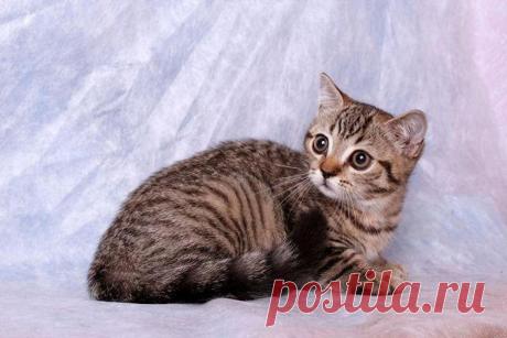 Уникальный лоток для  котиков!