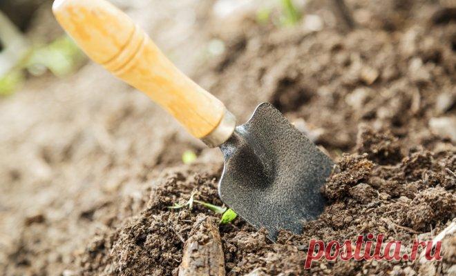 Обеззараживание почвы от грибковых инфекций | Дела огородные (Огород.ru)