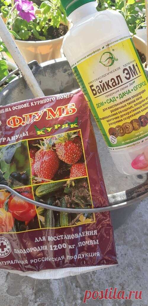 Я люблю крупный крыжовник, поэтому каждую весну правильно подкармливаю его, а потом собираю ягоды вёдрами | Уральский Садовод | Яндекс Дзен